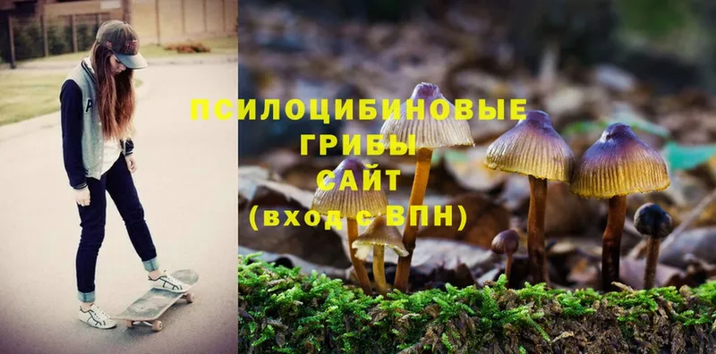 купить  сайты  Киселёвск  Галлюциногенные грибы Psilocybe 